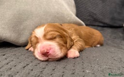 Cocker Spaniel dogs for sale: Gorgeous KC Working Cockers - Image 8