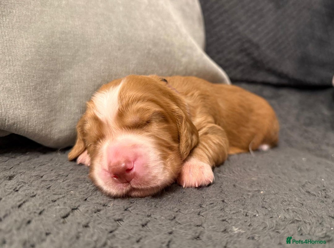 Cocker Spaniel dogs for sale: Gorgeous KC Working Cockers - Image 8