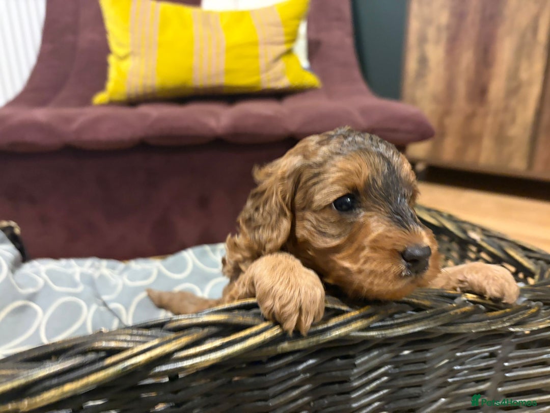 Cockapoo dogs for sale: 💥 Beautiful health checked F1B cockapoos 💥  - Advert 3