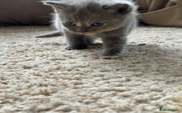 British Longhair cats for sale: 3 beautiful blue eyed British longhair - Image 8