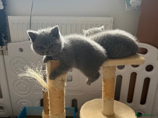 British Shorthair cats - Advert 14