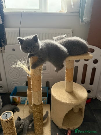 British Shorthair cats - Advert 6