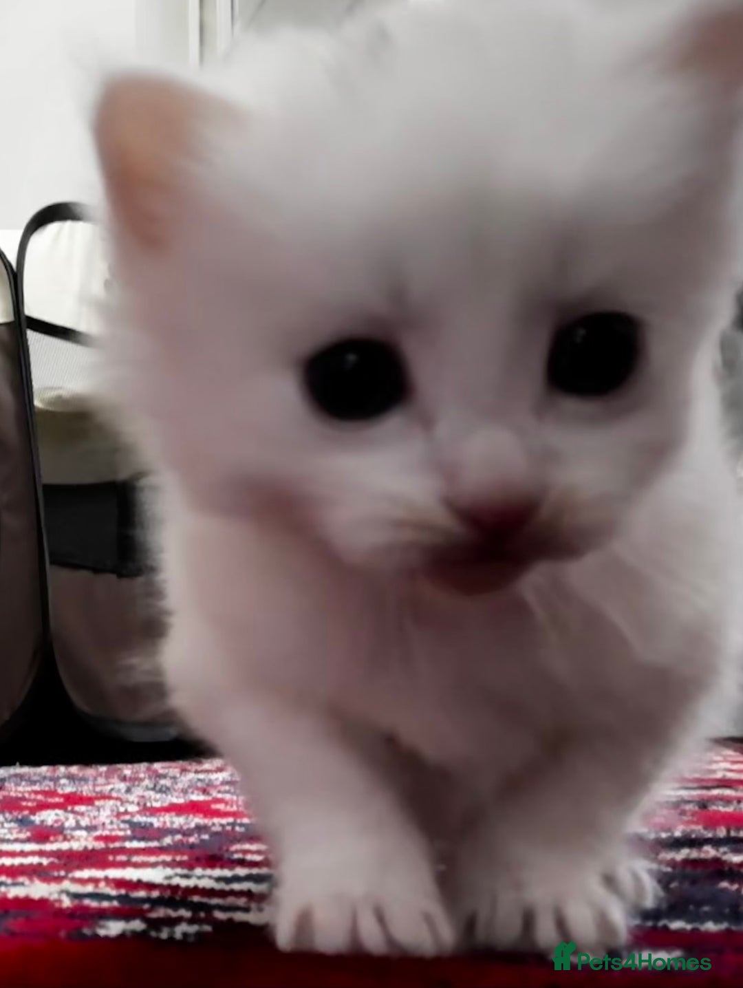 Siamese cats for sale: Siamese x russian blue kittens - Advert 23