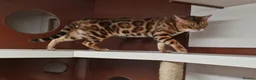 Bengal cats for stud: Bengal cat for stud, Calvin. in Peterborough - Advert 19