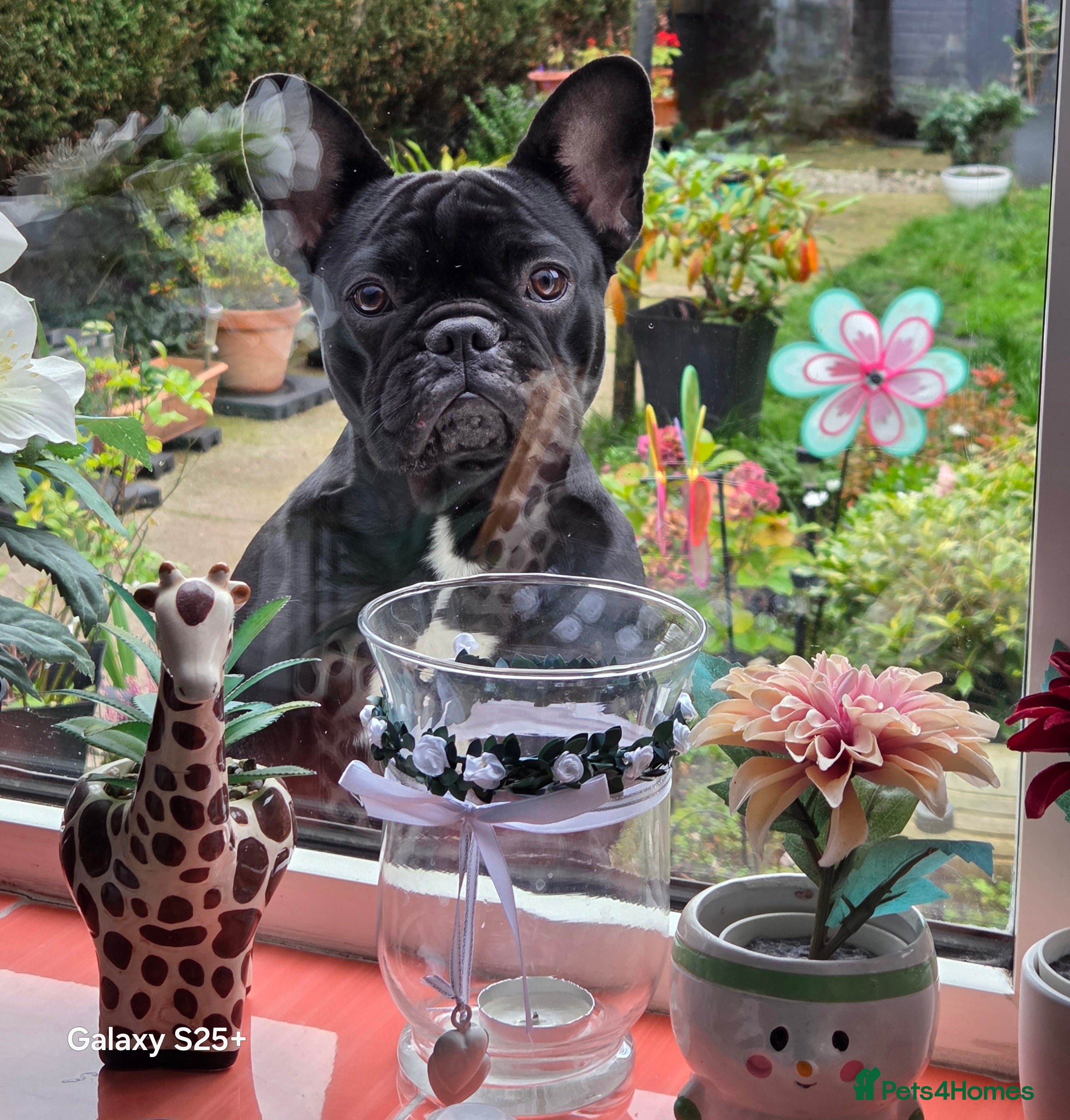 French Bulldog dogs For Sale - Advert 2