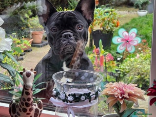 French Bulldog dogs For Sale - Advert 2