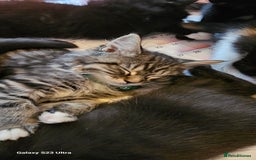 Mixed Breed cats for sale: Few lovely kittens ready for new lovely homes ! - Image 19