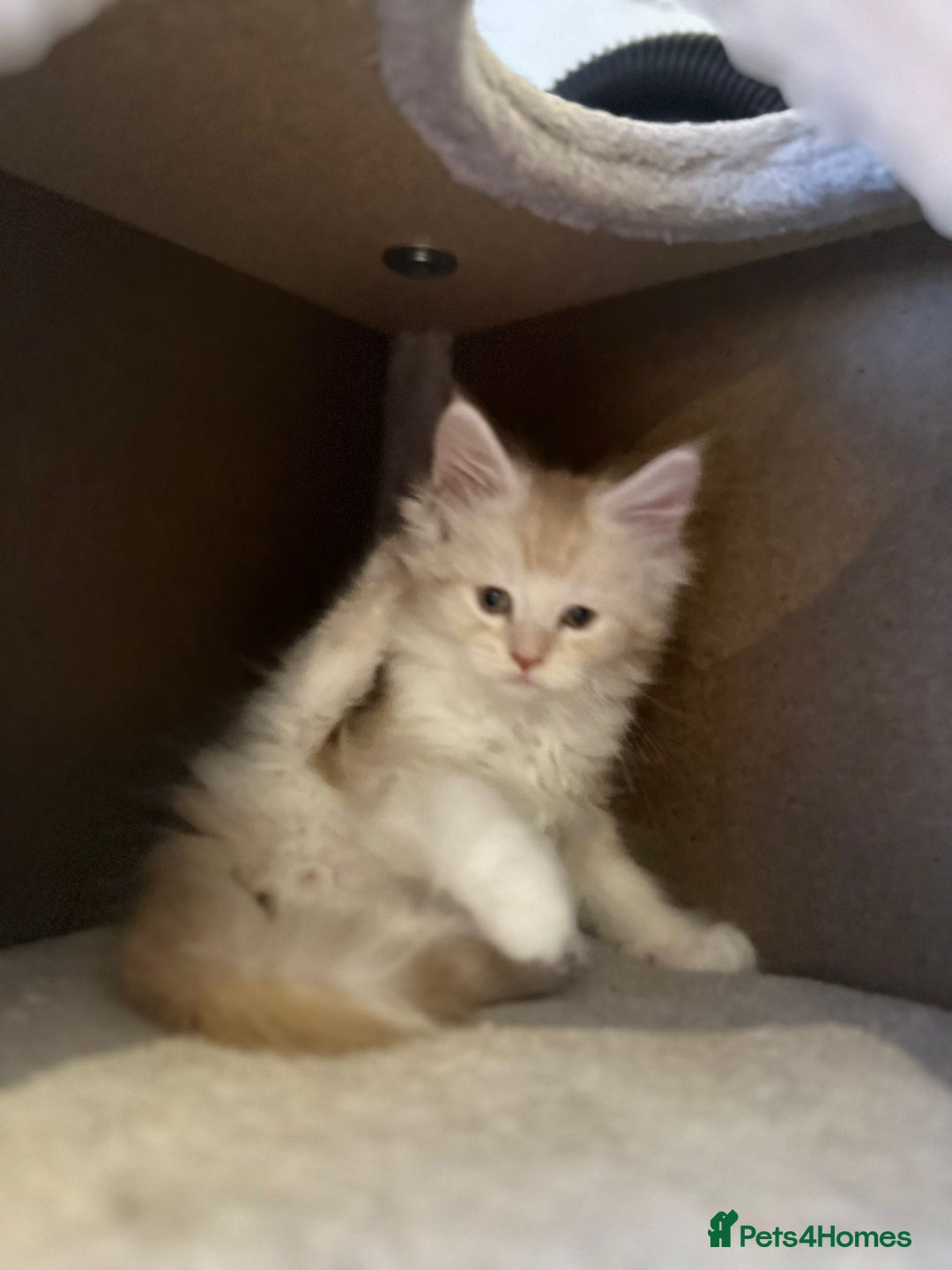 Maine Coon cats for sale: Stunning Mainecoon Kittens - Advert 9