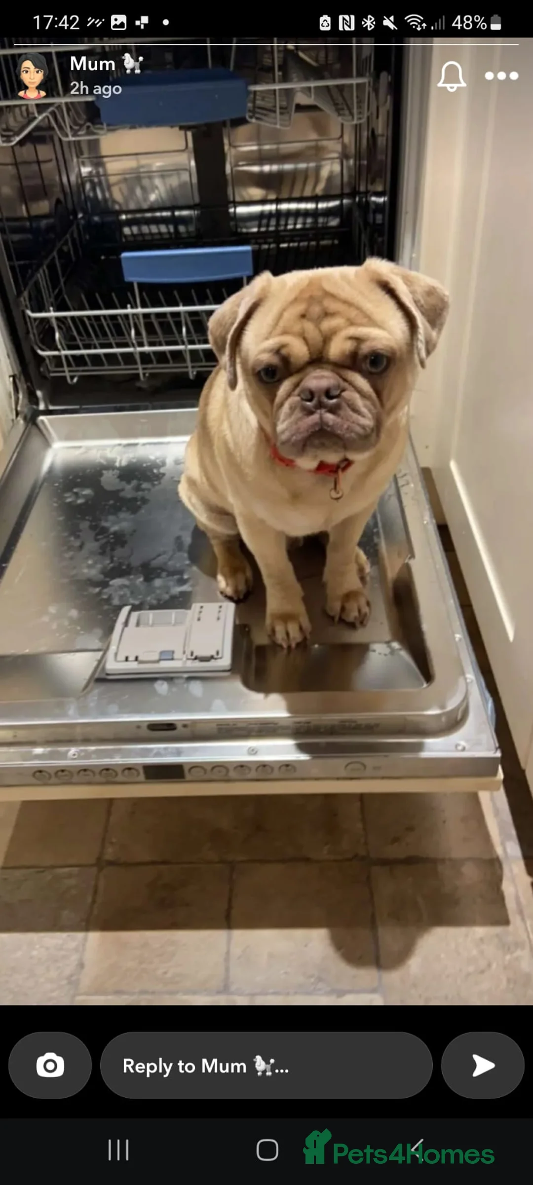 Pug dogs for stud: KC Lilac fawn pug for stud in Cockermouth - Advert 15