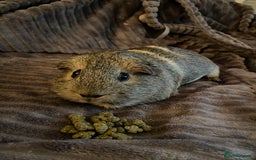 Guinea Pig rodents for sale: Two female guinea pigs - Image 1