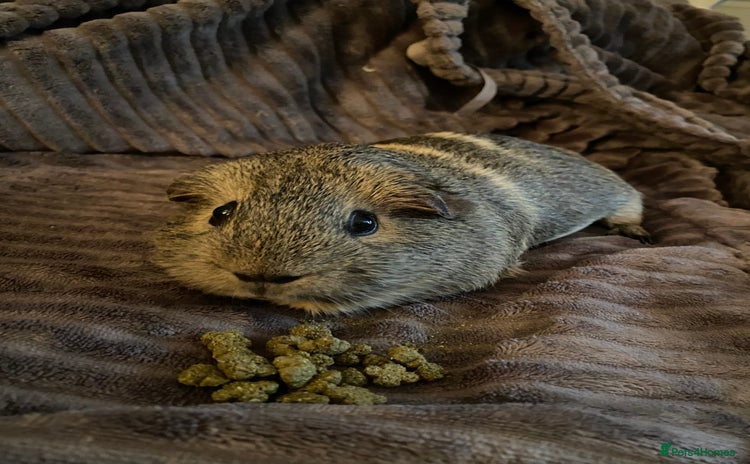 Guinea Pig rodents - Advert 3