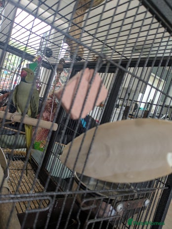 Ringnecks birds - Advert 13