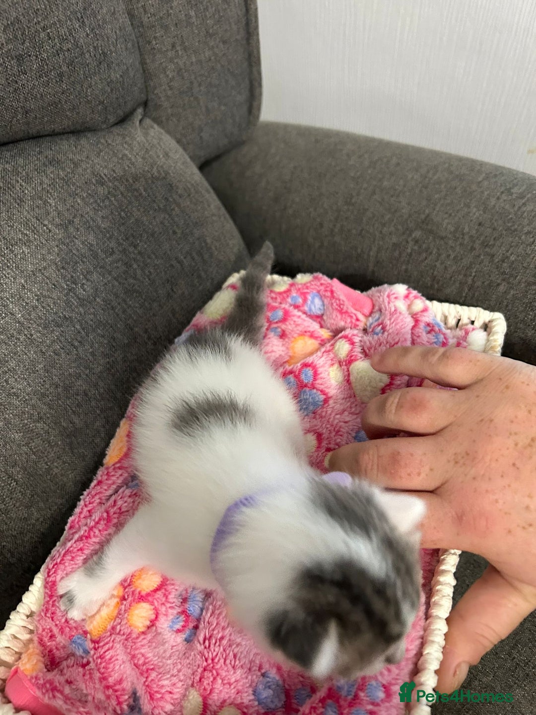 Mixed Breed cats for sale: Beautiful kittens 3 girls 1 boy  - Image 5