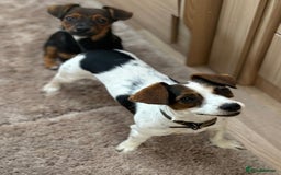 Jack Russell dogs for sale: Traditional Short-legged Jack Russell Boy. - Image 11