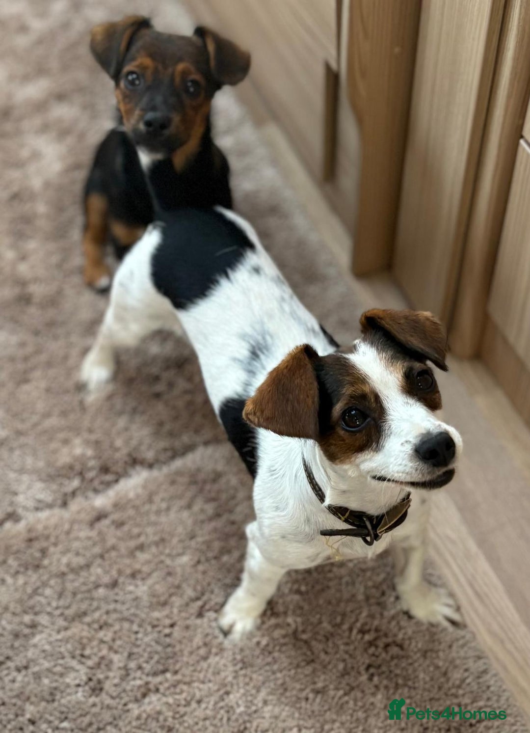 Jack Russell dogs for sale: Traditional Short-legged Jack Russell Boy. - Image 11