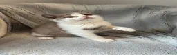 British Shorthair cats for sale: TICA registered BSH &BLH kittens  in Crewe - Advert 10
