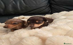 Miniature Dachshund dogs for sale: Miniature dachshunds  - Image 14