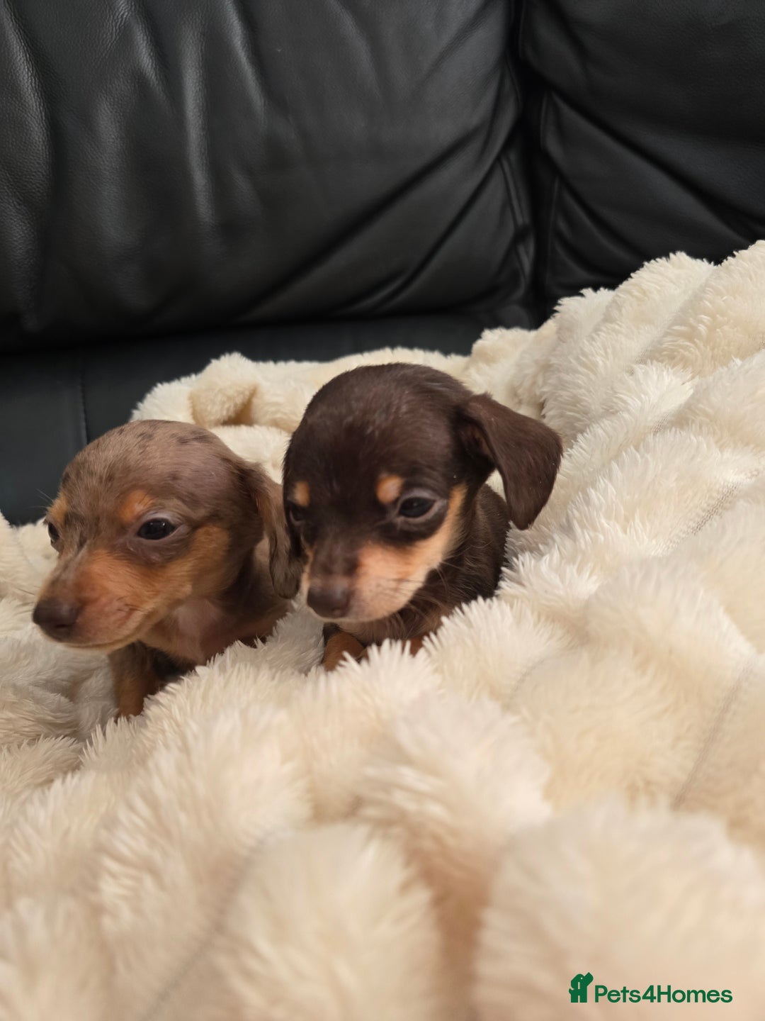 Miniature Dachshund dogs for sale: Miniature dachshunds  - Image 14