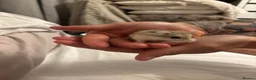 Hamster rodents for sale: Robo hamster  - Advert 2