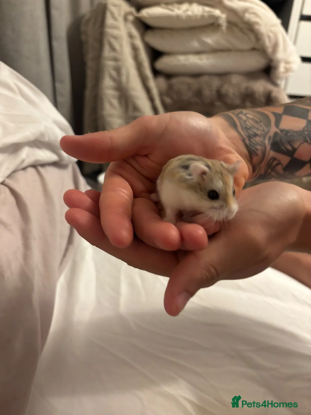 Hamster rodents for sale: Robo hamster  - Advert 2