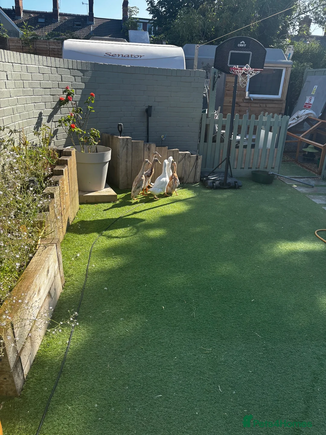 Ducks poultry for sale: x4 Indian runners and 2 cherry valley  in Bristol - Advert 2