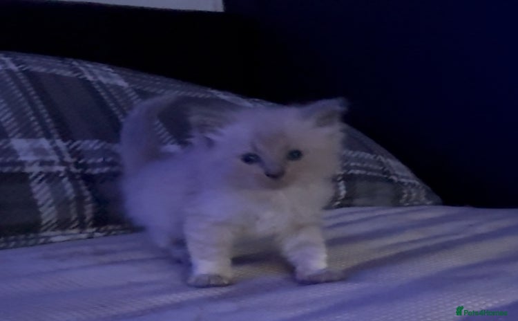 Ragdoll cats - Advert 3
