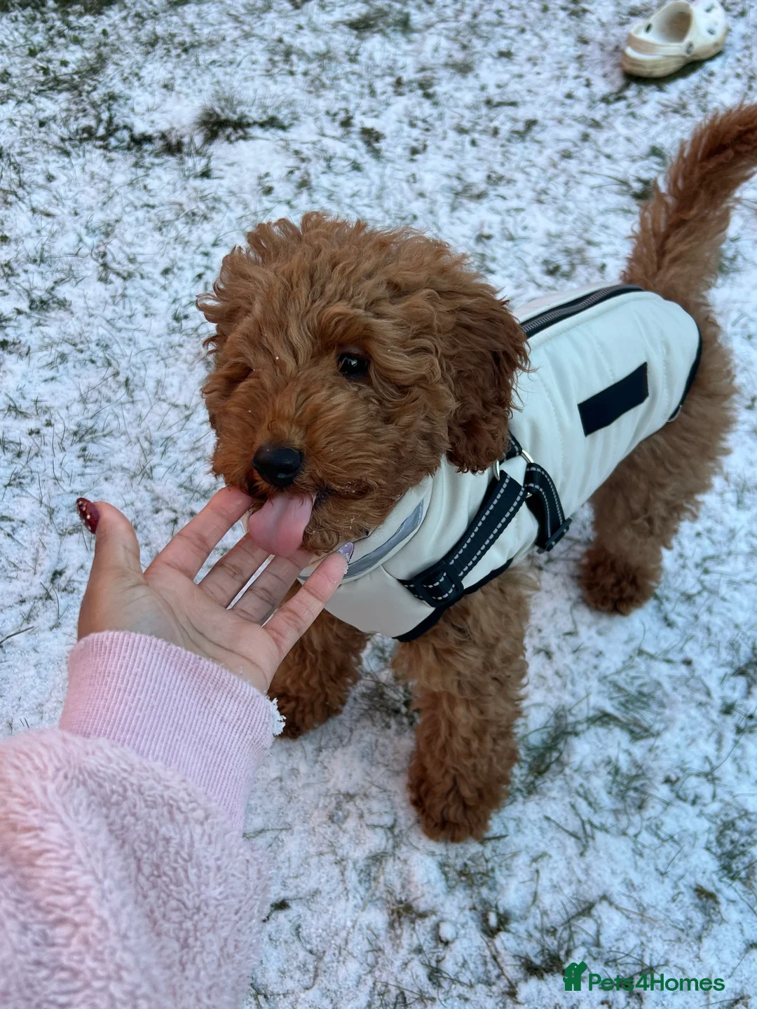 Mixed Breed dogs for sale: (Almost) 6 month old puppy in Corby - Advert 3