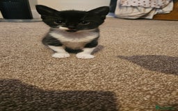 British Shorthair cats for sale: Beautiful Bengal x Calico Kittens - Image 2