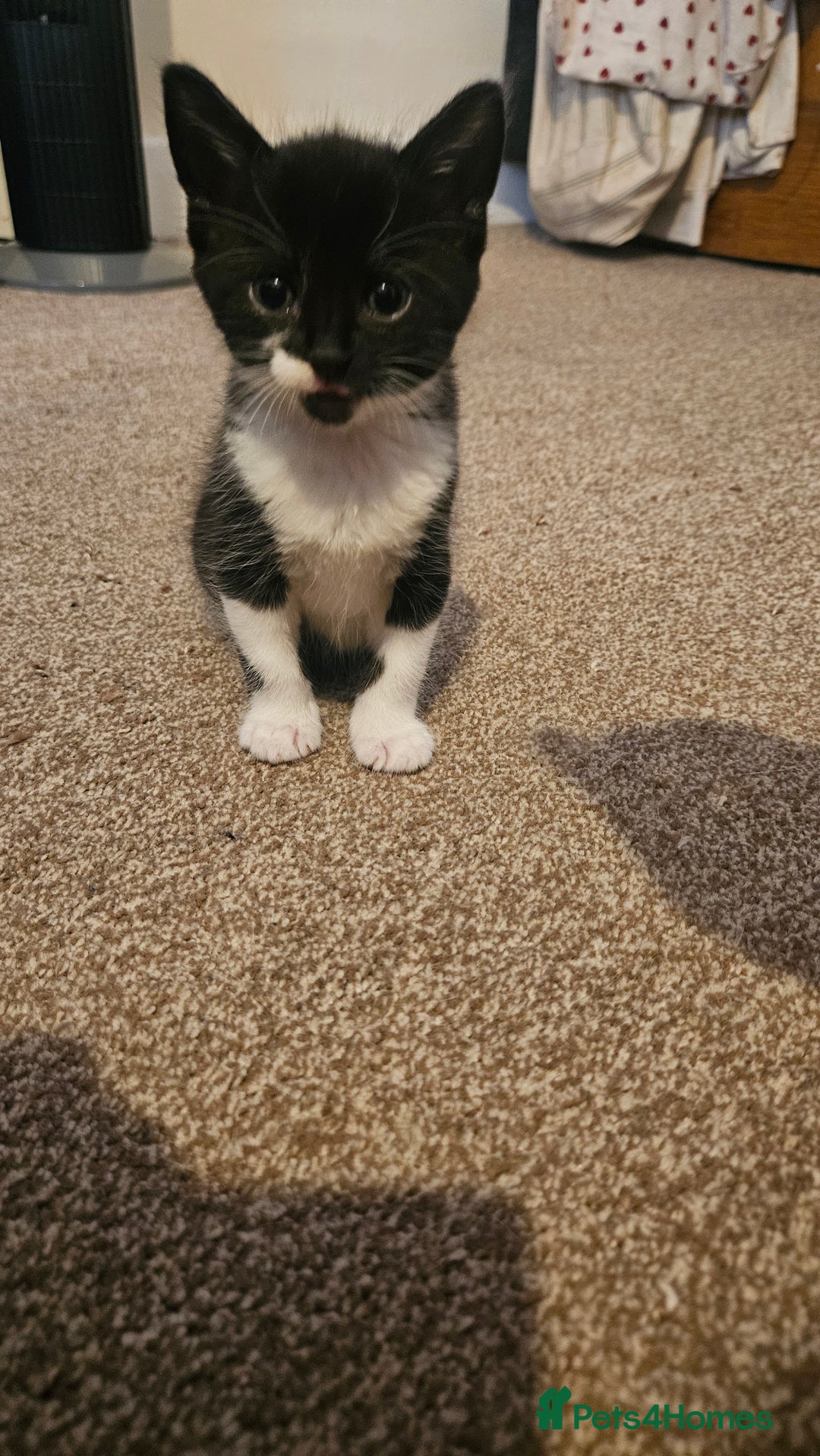 British Shorthair cats for sale: Beautiful Bengal x Calico Kittens - Image 2