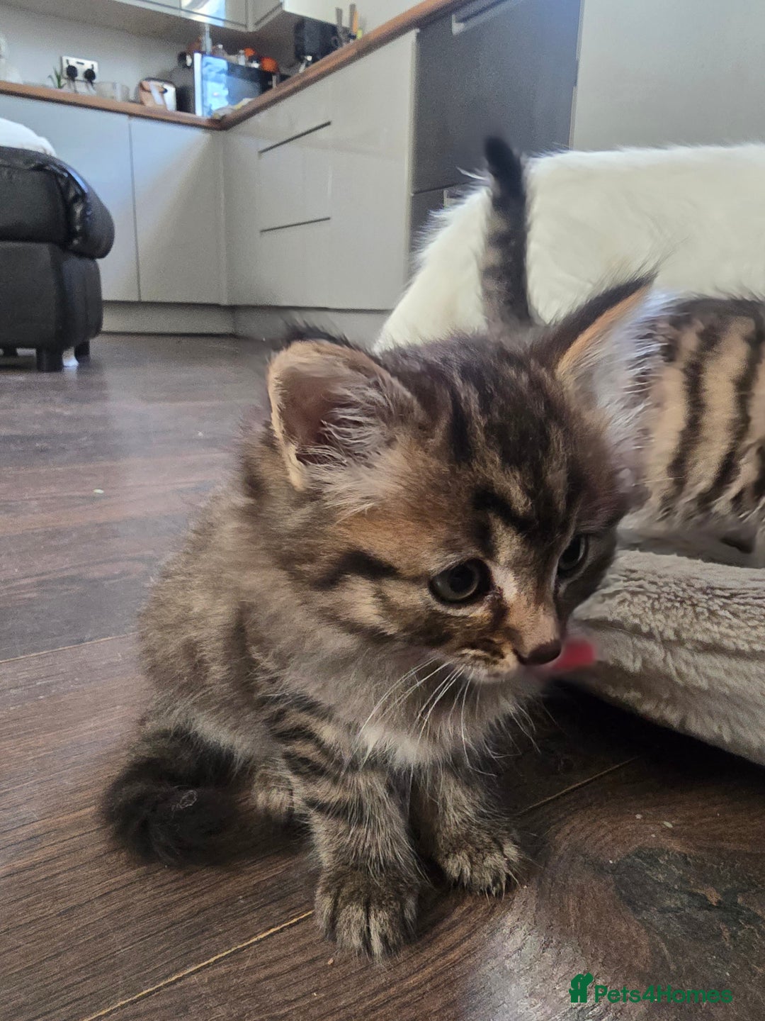 Mixed Breed cats for sale: Mixed breed Turkish Angora fluffy kittens - Image 6