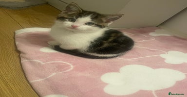 Mixed Breed cats - Advert 9