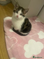 Mixed Breed cats - Advert 9