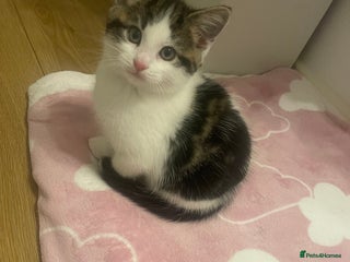 Mixed Breed cats - Advert 6