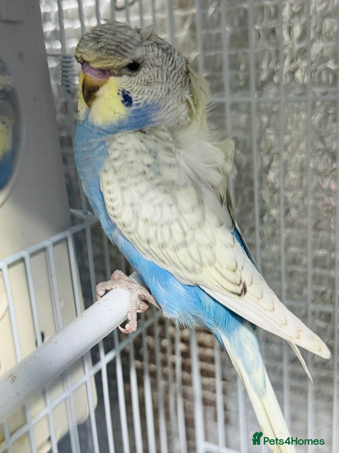 Budgerigars birds for sale: Spangle split black face Hogoromo budgies - Advert 1