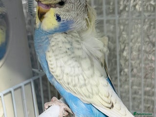 Budgerigars birds Spangle split black face Hogoromo budgies - Advert 4