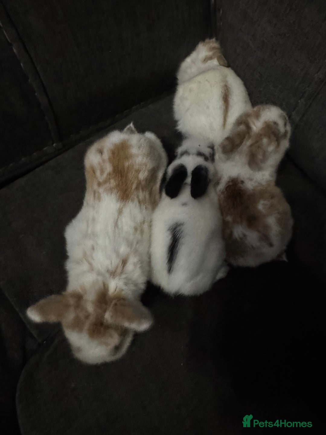 Mini Lion Lop rabbits for sale: 4 baby mini lop rabbits - Advert 5