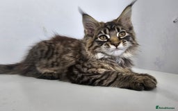 Maine Coon cats for sale: Pedigree Maine Coon boys from tested parents  - Image 1