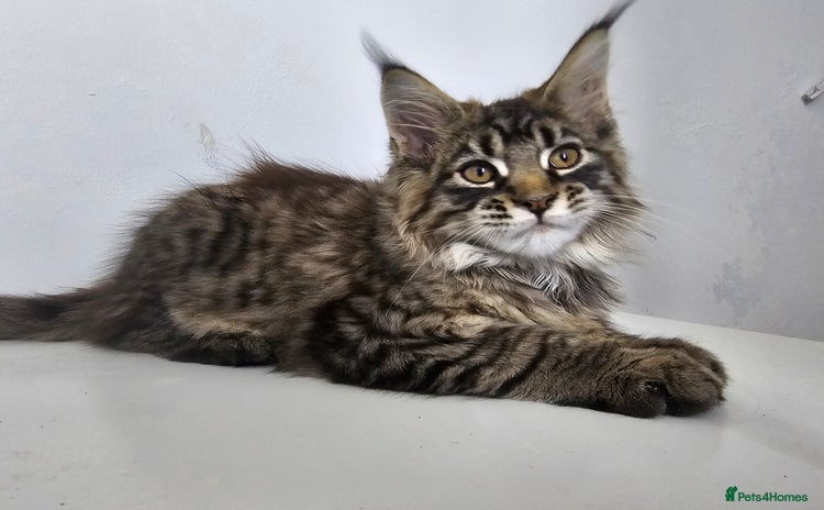 Maine Coon cats - Advert 9