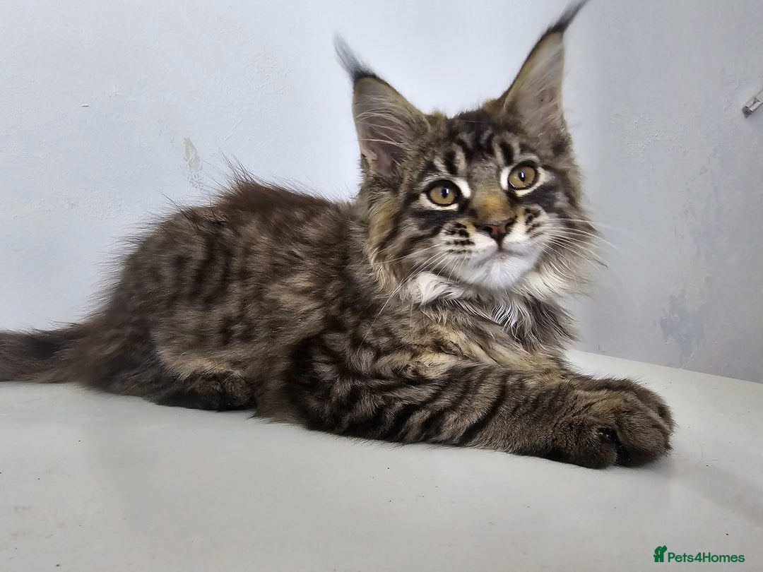 Maine Coon cats for sale: Pedigree Maine Coon boys from tested parents  - Image 1
