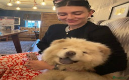Chow Chow dogs for sale: Beautiful blue eyed cream chow gentle friendly  - Image 7