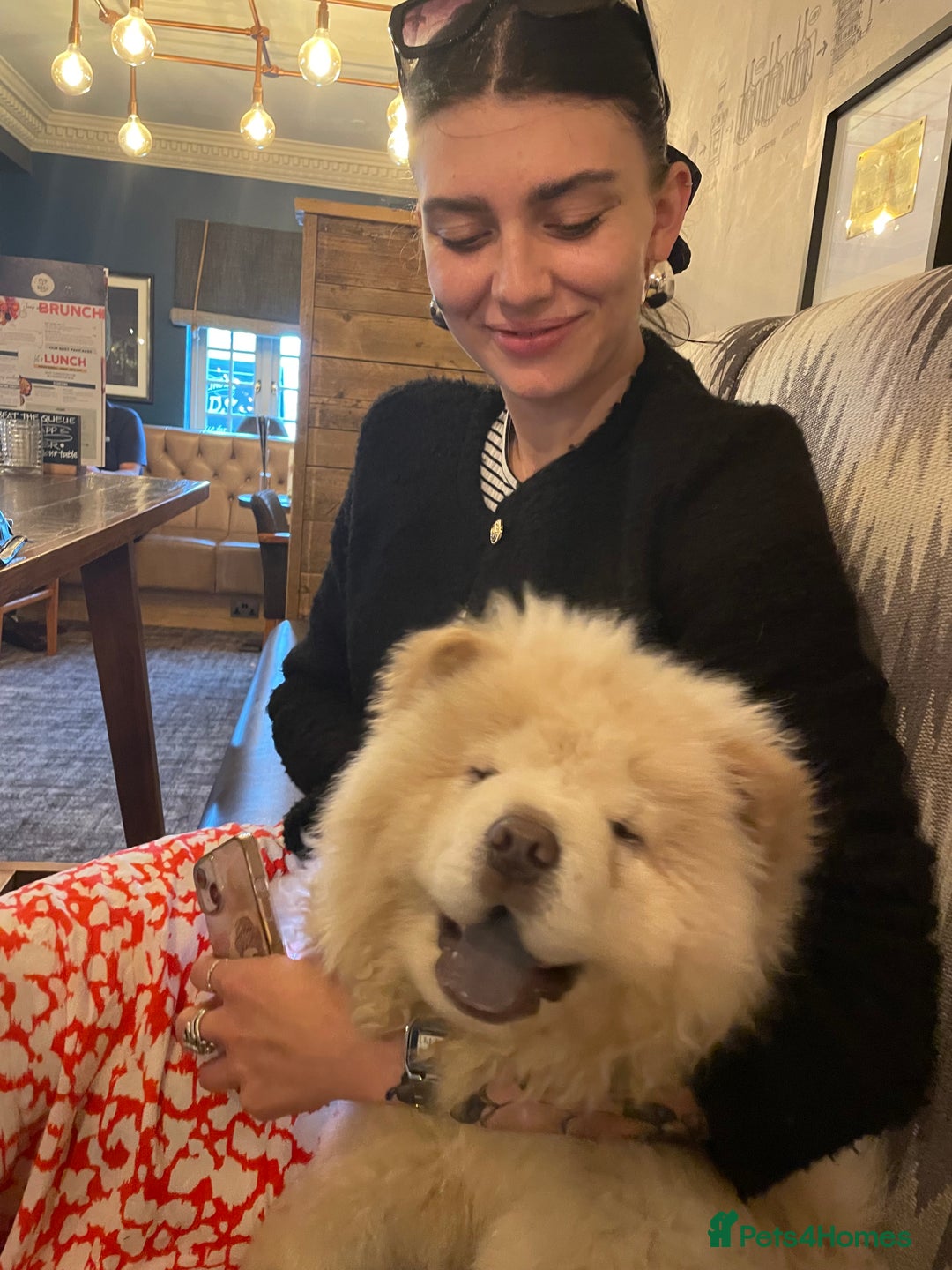 Chow Chow dogs for sale: Beautiful blue eyed cream chow gentle friendly  - Image 7