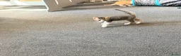 Domestic Shorthair cats for sale: Two lovely kittens looking for their forever homes - Advert 12