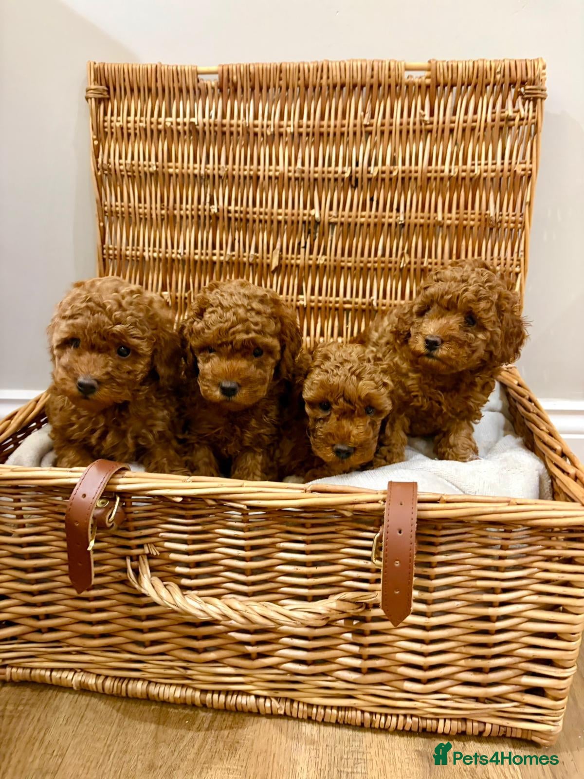 Toy Poodle dogs Tiny dark red Toy poodles - Advert 1