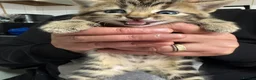 Domestic Shorthair cats for sale: Cute 2 Month Old Kittens for Sale 🐱 in London - Advert 8
