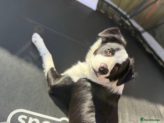 Border Collie dogs - Advert 1