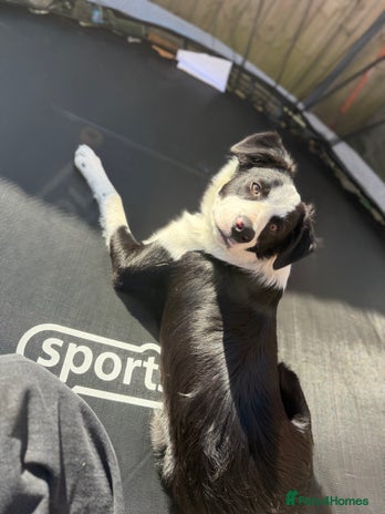 Border Collie dogs - Advert 8