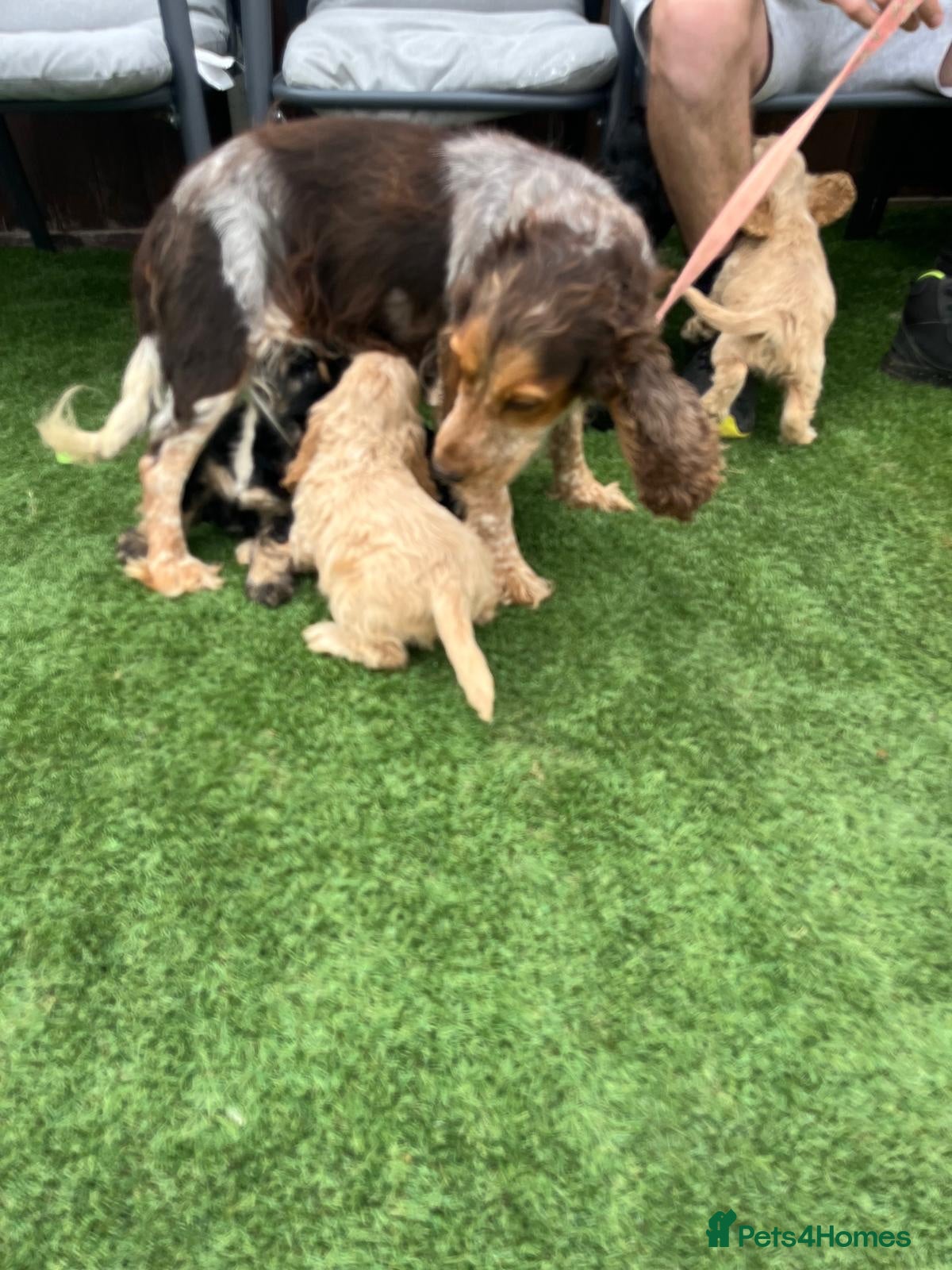 Cocker Spaniel dogs Cocker spaniel puppies - Advert 1