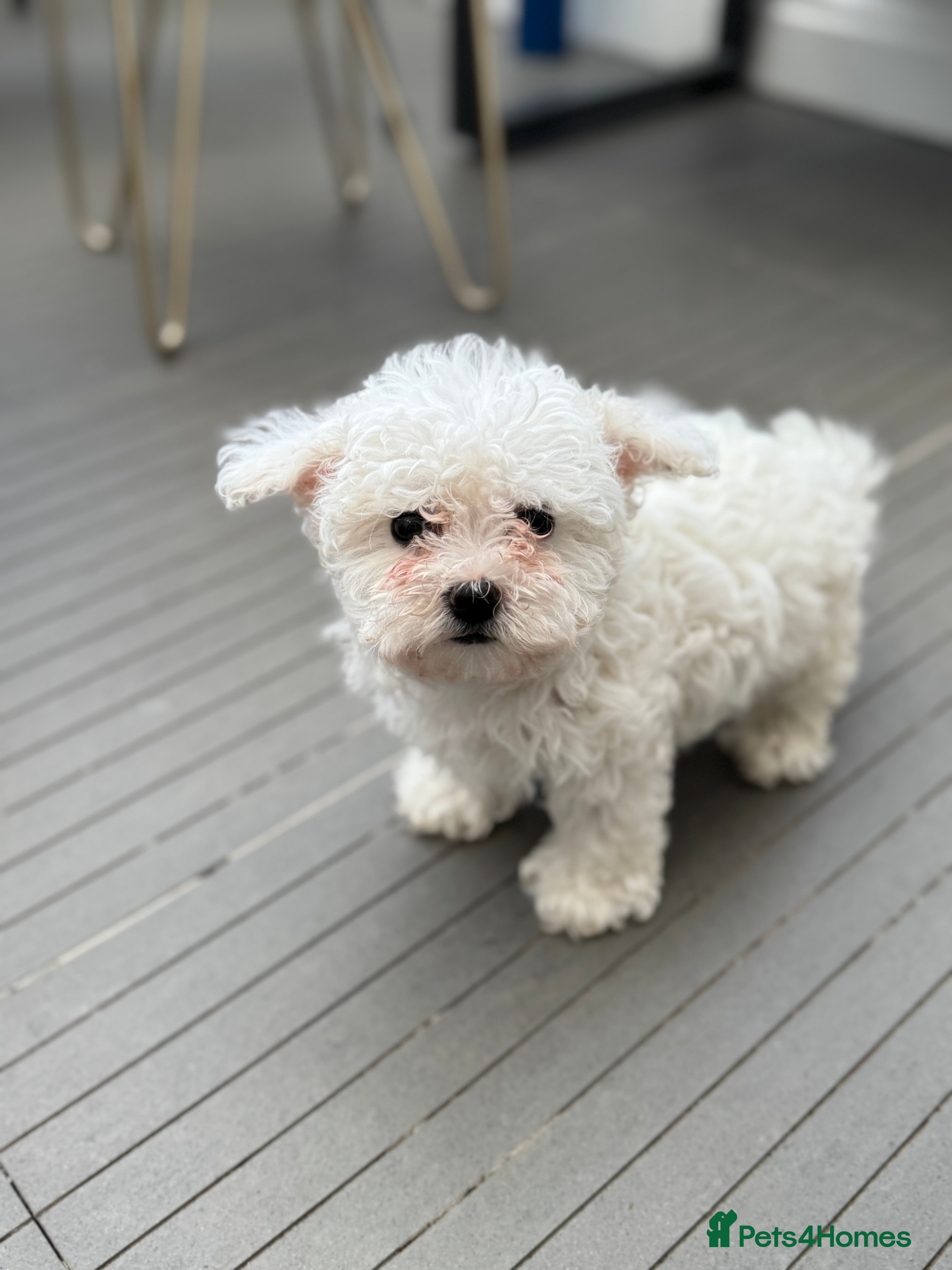 Maltese dogs Adorable Bichon Maltese Female Puppy - Advert 1