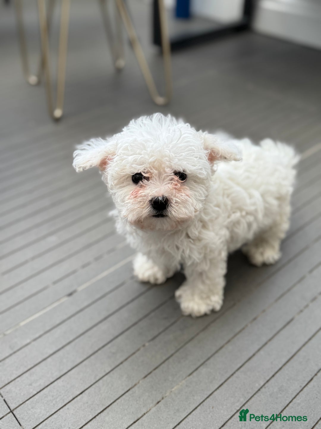 Maltese dogs for sale: Adorable Bichon Maltese Female Puppy - Advert 1