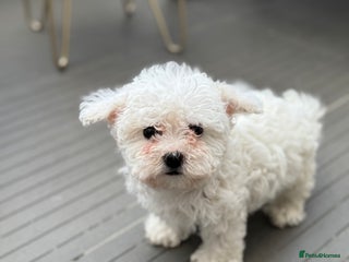 Maltese dogs Adorable Bichon Maltese Female Puppy - Advert 16